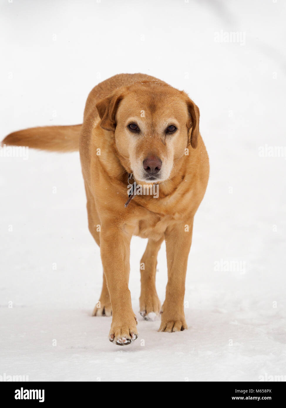 Labrador dog in the snow Stock Photo - Alamy