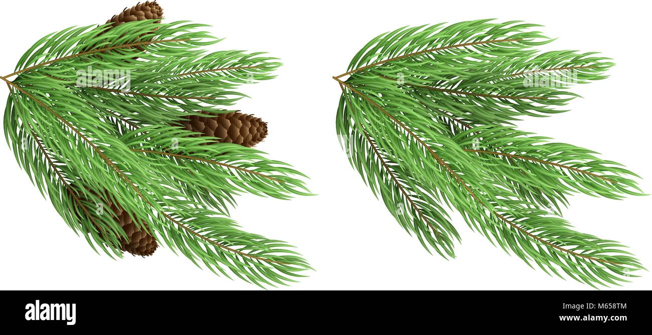 Branches of a Christmas green tree with cones isolated on white ...