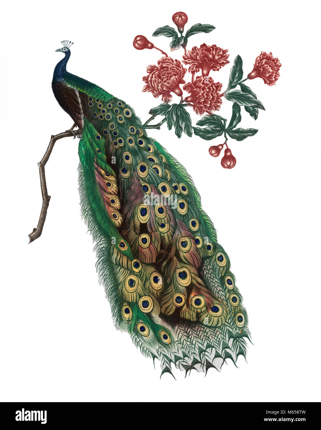 DRAWING OF MALE PEACOCK (Pavo cristatus) SITTING ON FLOWERED ...