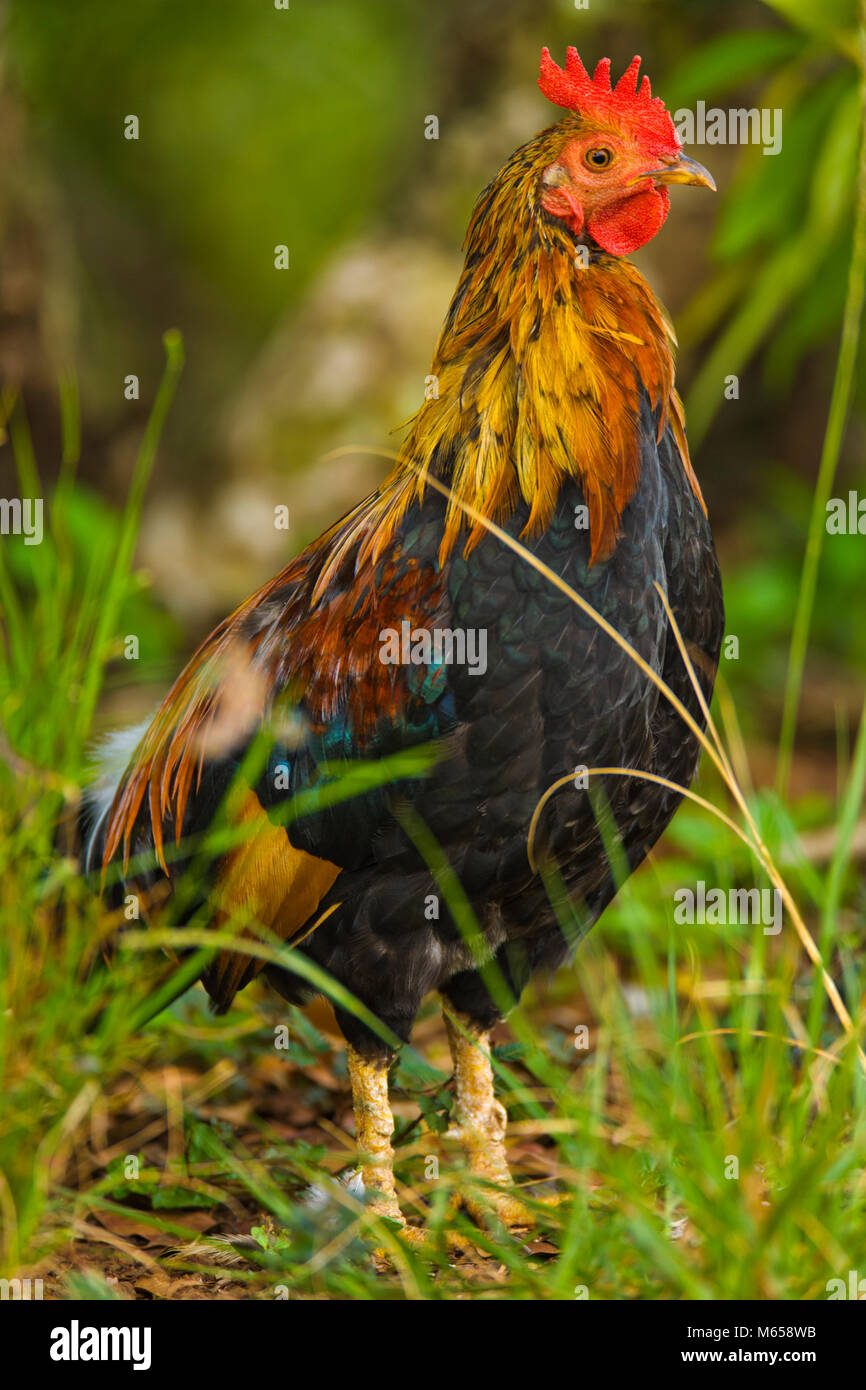 Kauai feral chicken Stock Photo Alamy