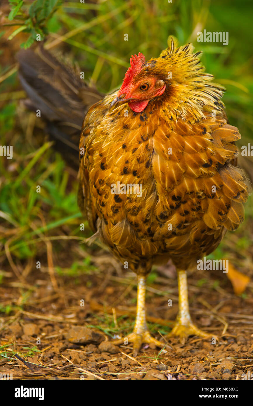 Kauai feral chicken Stock Photo Alamy