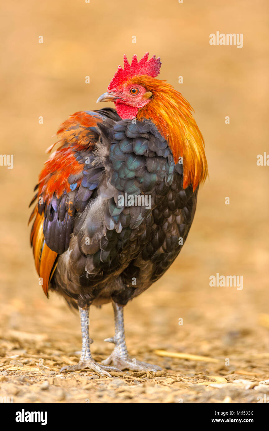 Kauai feral chicken Stock Photo Alamy