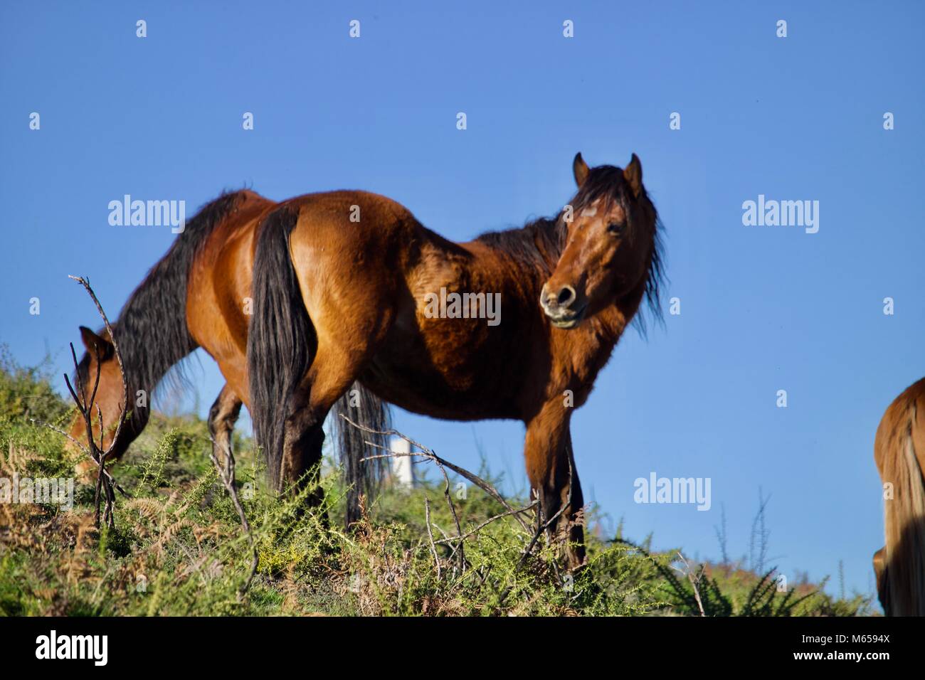 Cavalo rindo da câmera. foto de stock. Imagem de rural - 227099740