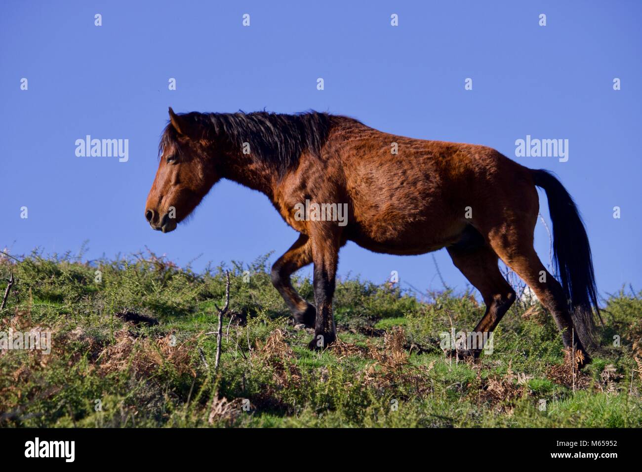 Cavalo rindo da câmera. foto de stock. Imagem de rural - 227099740