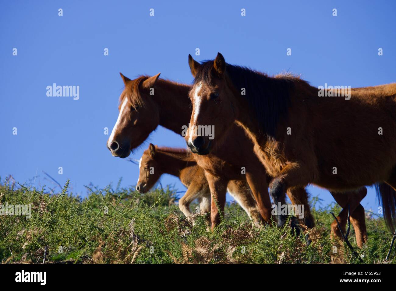 Cavalo livre hi-res stock photography and images - Alamy