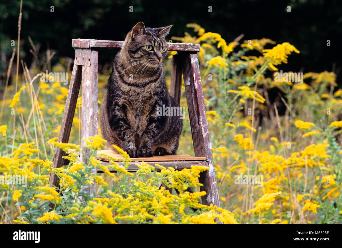 CAT ON LADDER IN FIELD OF GOLDENRODS - kc11935 GER002 HARS SEASON COMPANION LONE OBSERVING TEXTURE PREDATOR BLOOM CONFIDENT DOMESTIC CAT DOMESTIC CATS GRAY HUNTERS KITTY LOYALTY MAMMAL PERCH SERENE WILDFLOWERS AGILE ALLERGEN ANIMALS CAT BROWN TABBY DOMESTICATED FURRY GOLDENROD GRACEFUL LOOKOUT OBSERVANT POLLEN PURRING PUSSYCAT SUMMERY Stock Photo