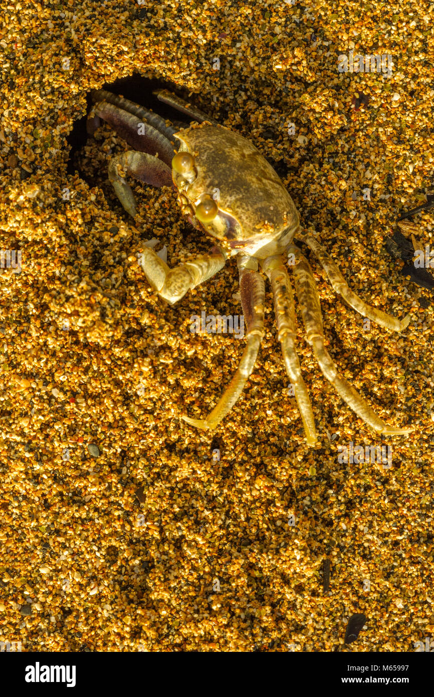 Crab on Kauai, Hawaii Stock Photo Alamy