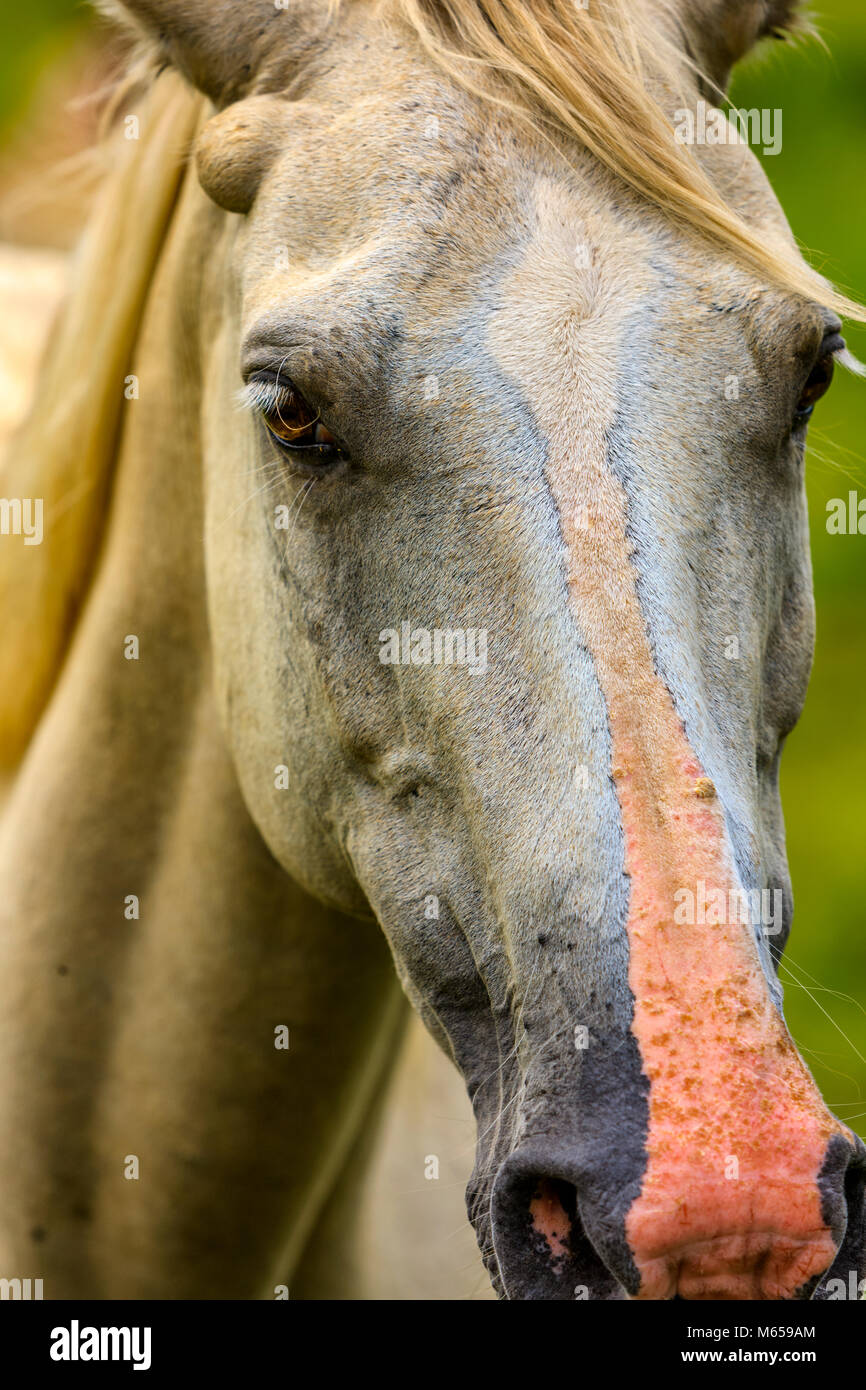 Horses on Kauai, Hawaii Stock Photo Alamy