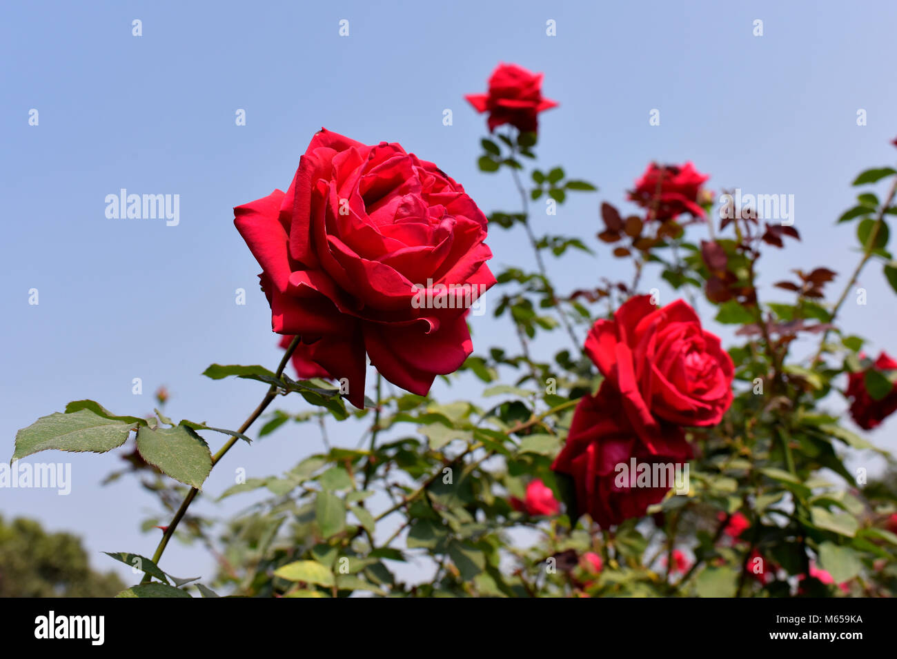 DHAKA, BANGLADESH FEBRUARY 07, 2017 Rose flower Plantation harvest
