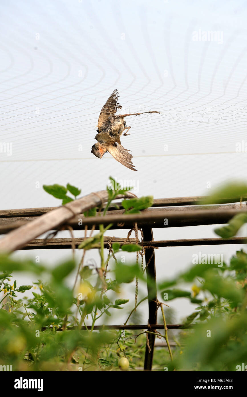 DHAKA, BANGLADESH - NOVEMBER 11, 2016: A dead bird hangs on a mist net as  the farmer puts net to protect tomato from animals and birds, in Jessore,  Ba Stock Photo - Alamy