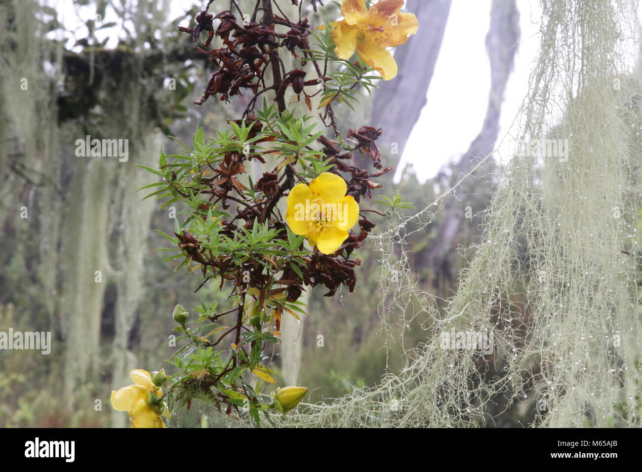 Hypericum revoltum with lichen Stock Photo