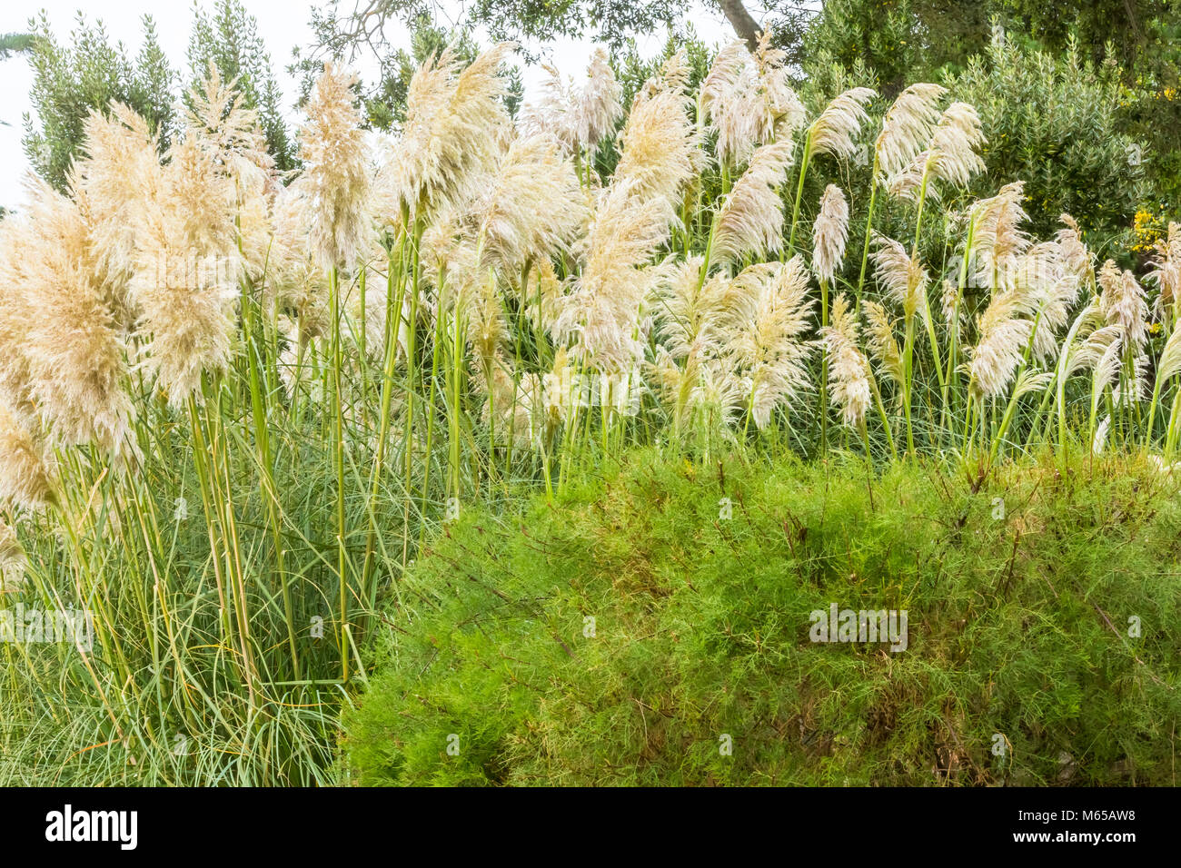 Evergreen Pampas Grasses on display in Devon Stock Photo Alamy