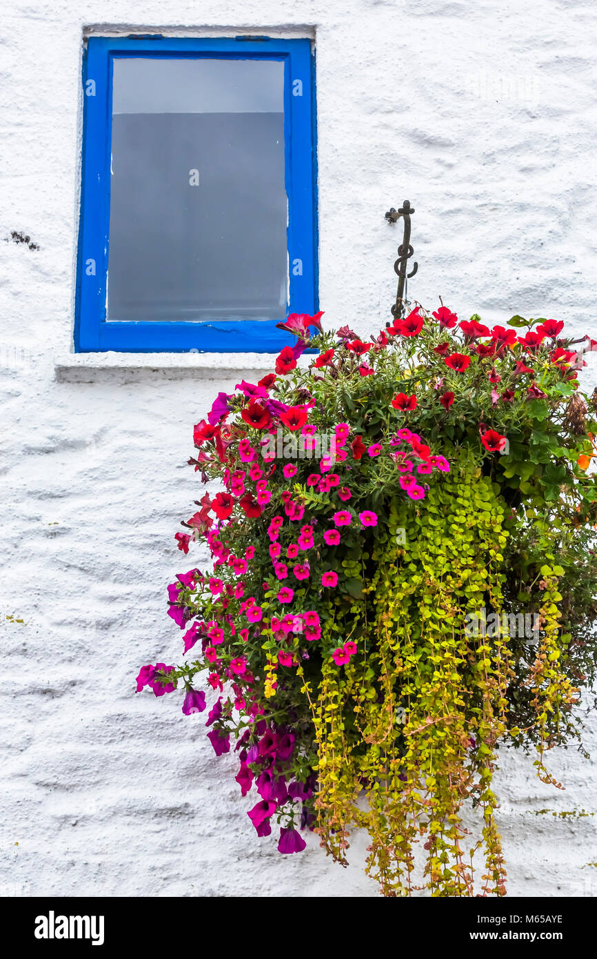A hanging basket of surfinias on a white wall with a blue framed window. Stock Photo