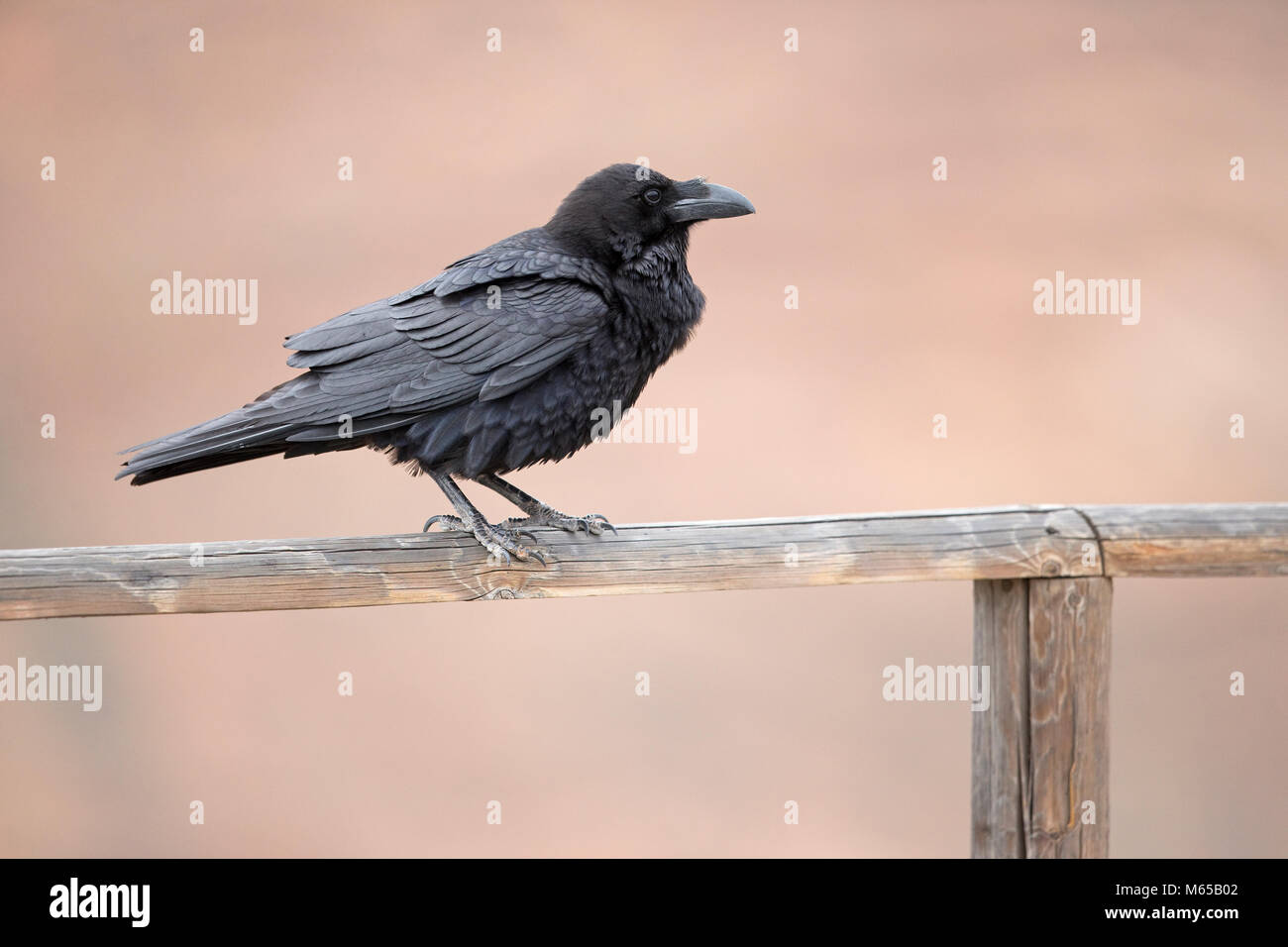 African northern raven hi-res stock photography and images - Alamy