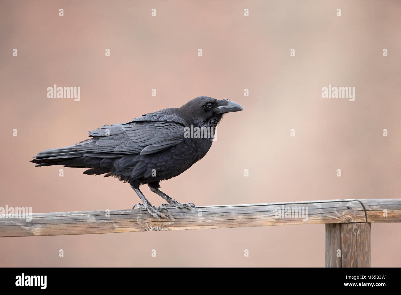 Northern Raven (Corvus corax tingitanus) Stock Photo