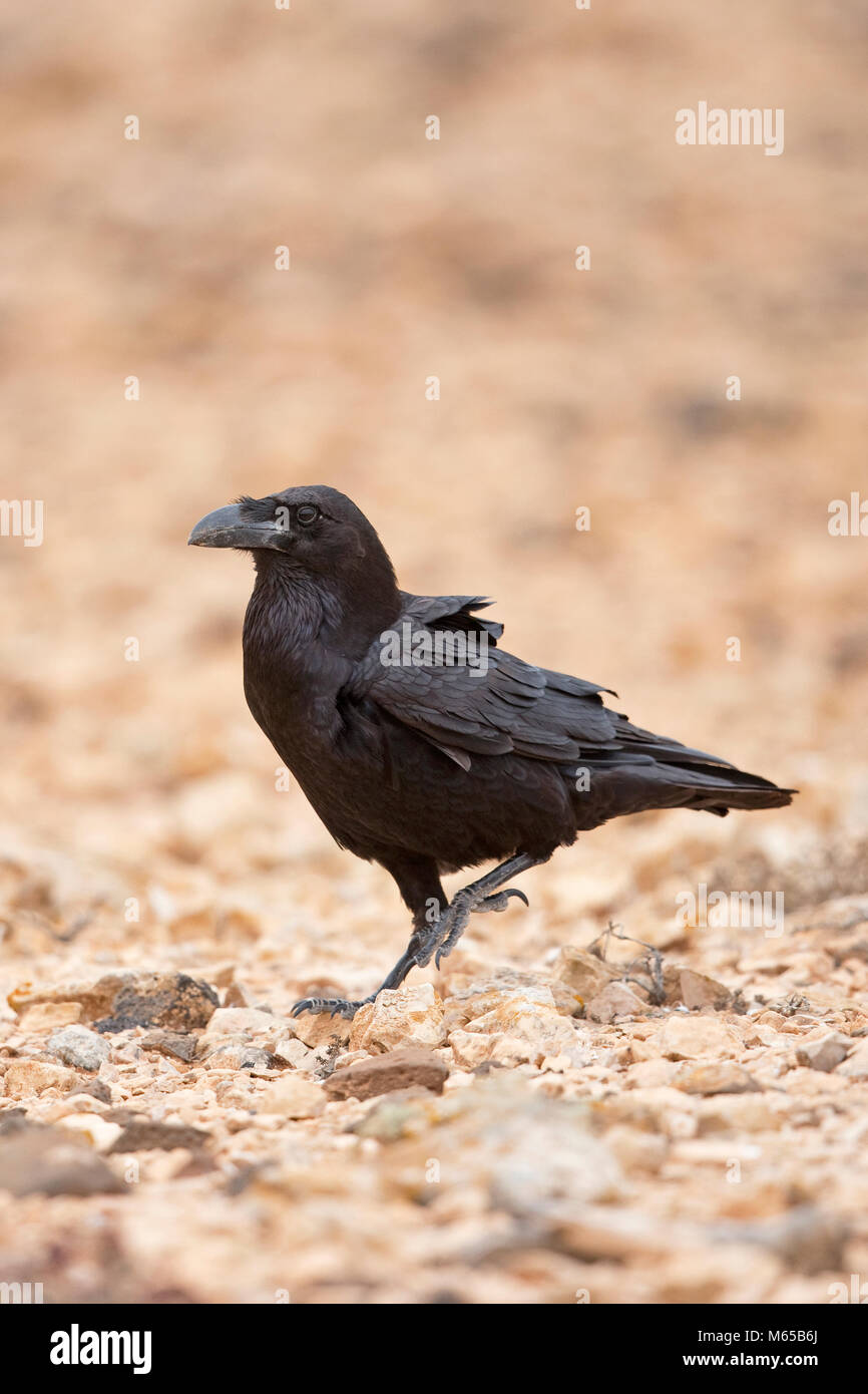 Northern Raven (Corvus corax tingitanus) Stock Photo