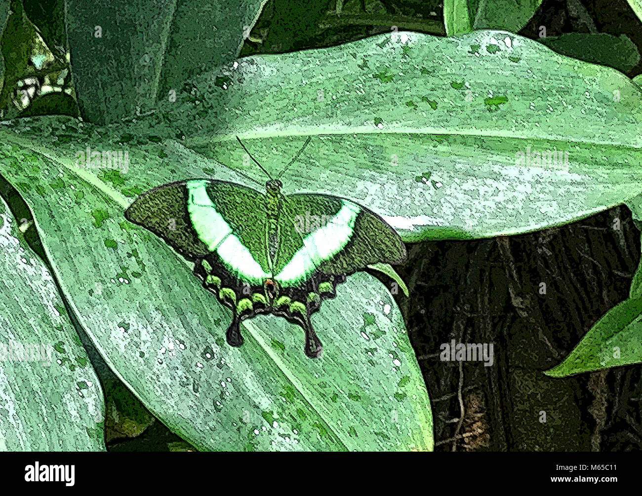 This butterfly is a camouflage on a leaf Stock Photo - Alamy