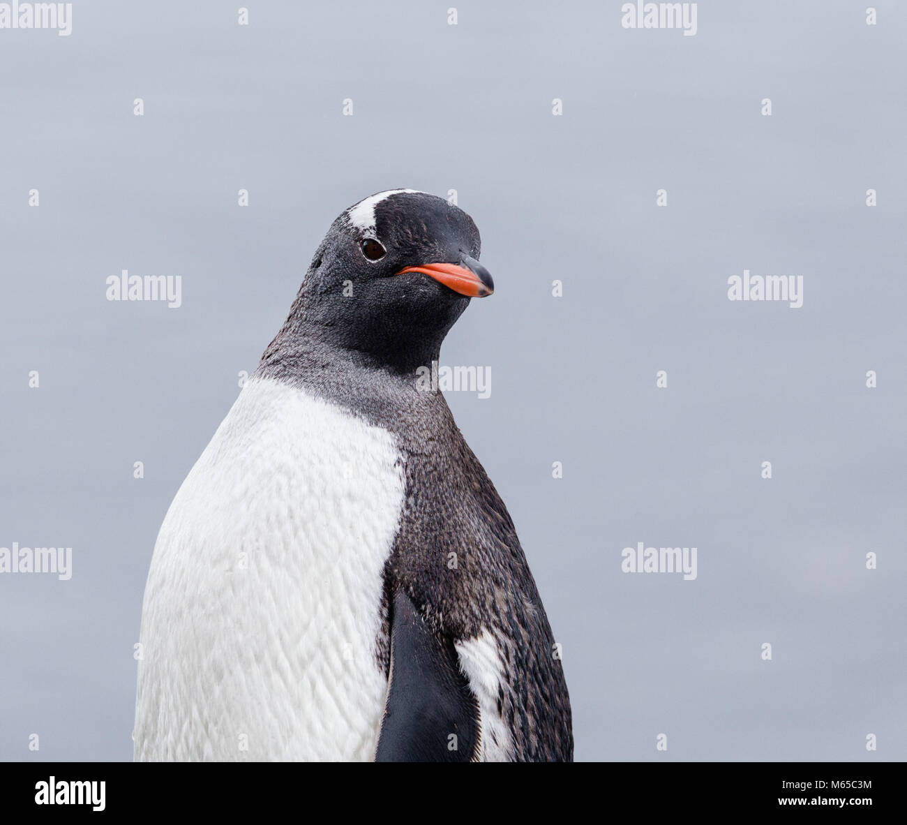 A Gentoo Penguin poses for a portrait on the beach of Brown Bluff on the Antarctic Peninsula. Stock Photo