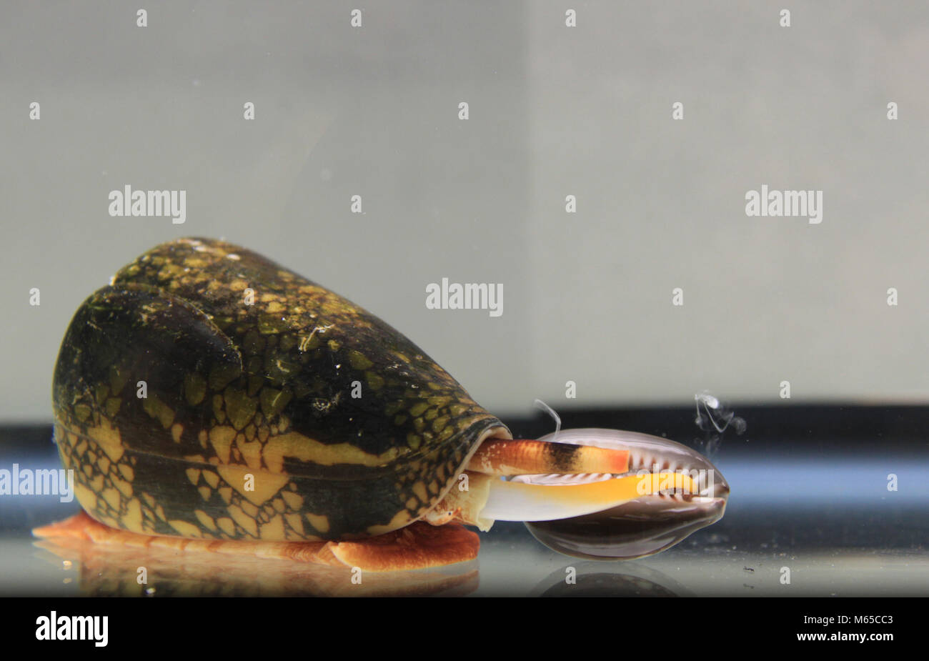 A penniform cone snail injects its venom into a snakehead cowry in laboratory conditions while preparing to feed.  The venom contains as many as 100 d Stock Photo