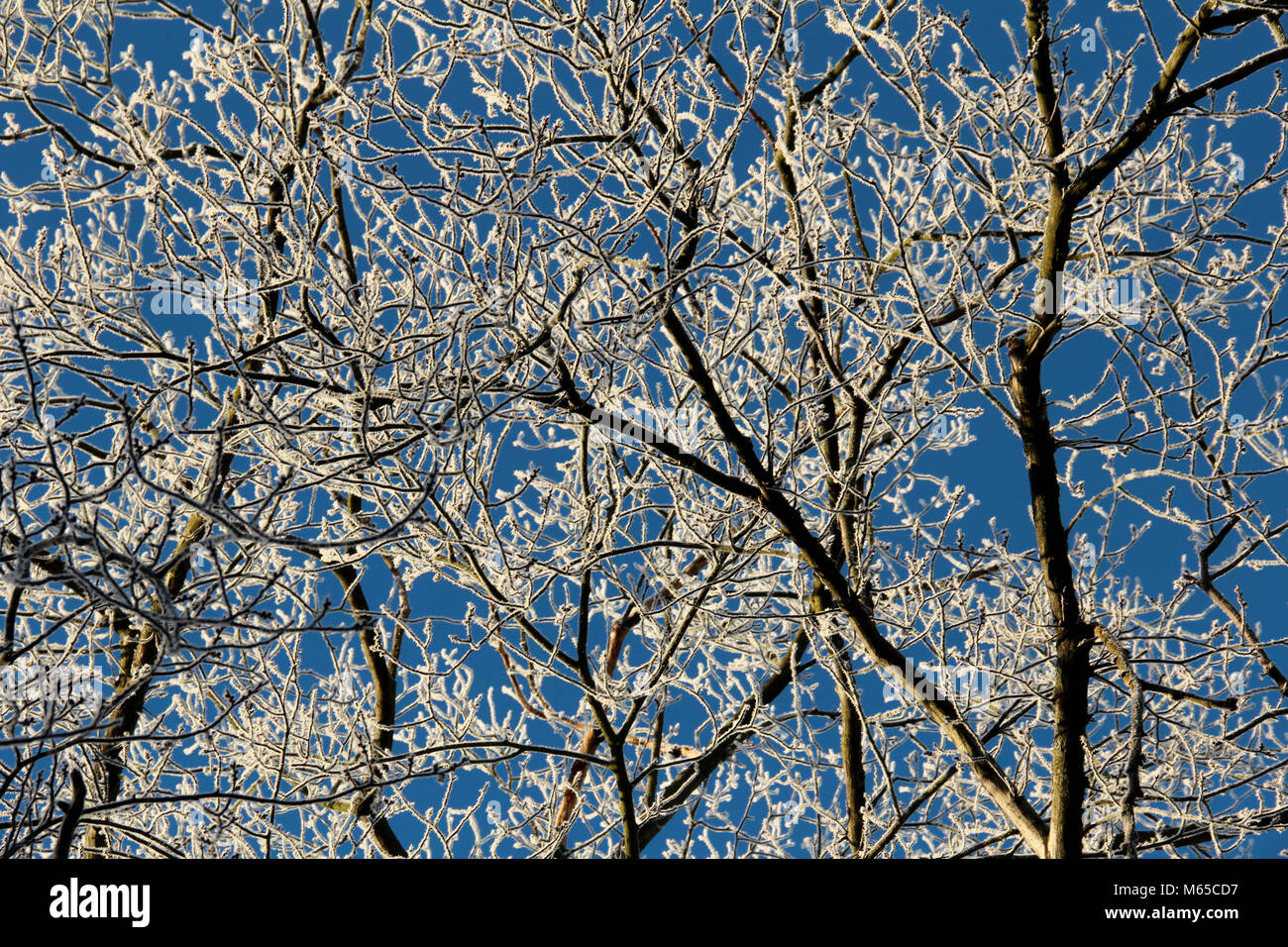 Winter light - frosty trees on a cold sunny winter day. Stock Photo