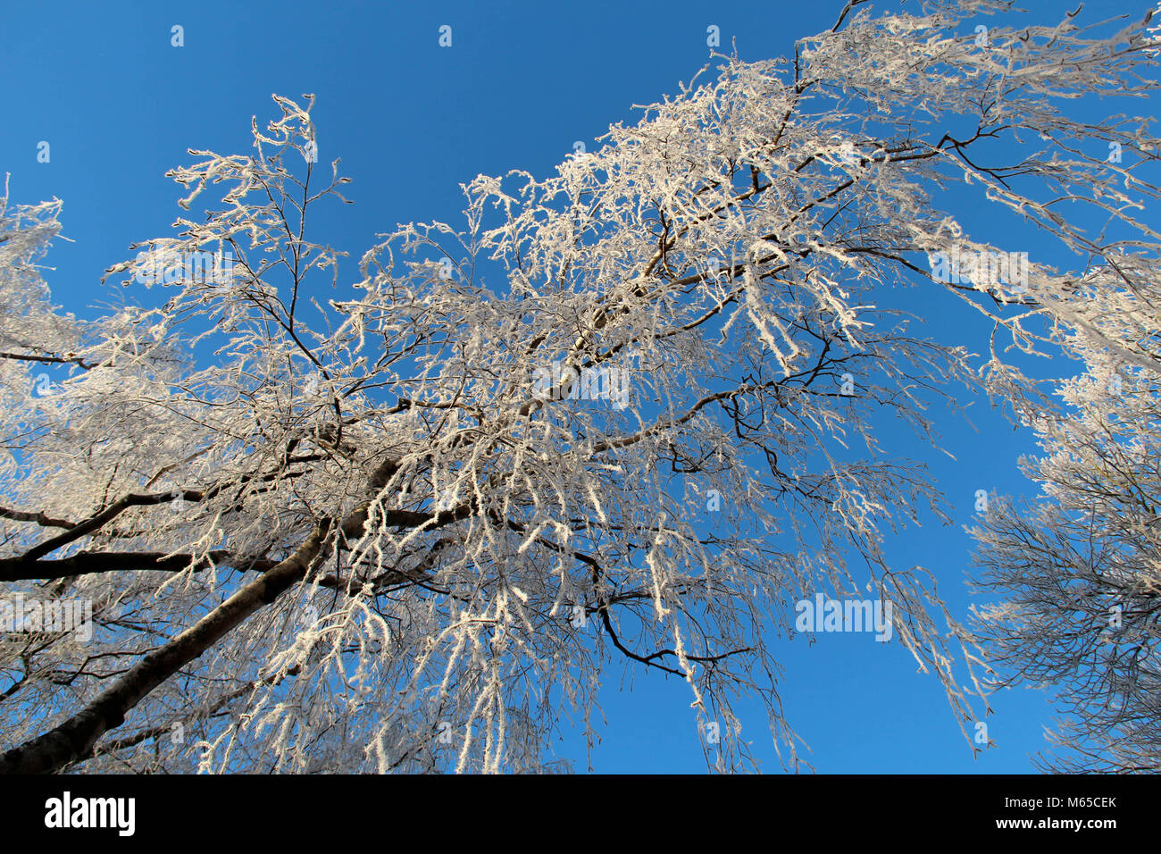 Frosty winter trees against a blue sky Stock Photo - Alamy