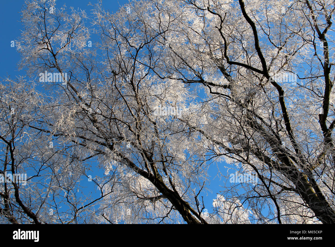 Frosty winter trees against a blue sky Stock Photo - Alamy