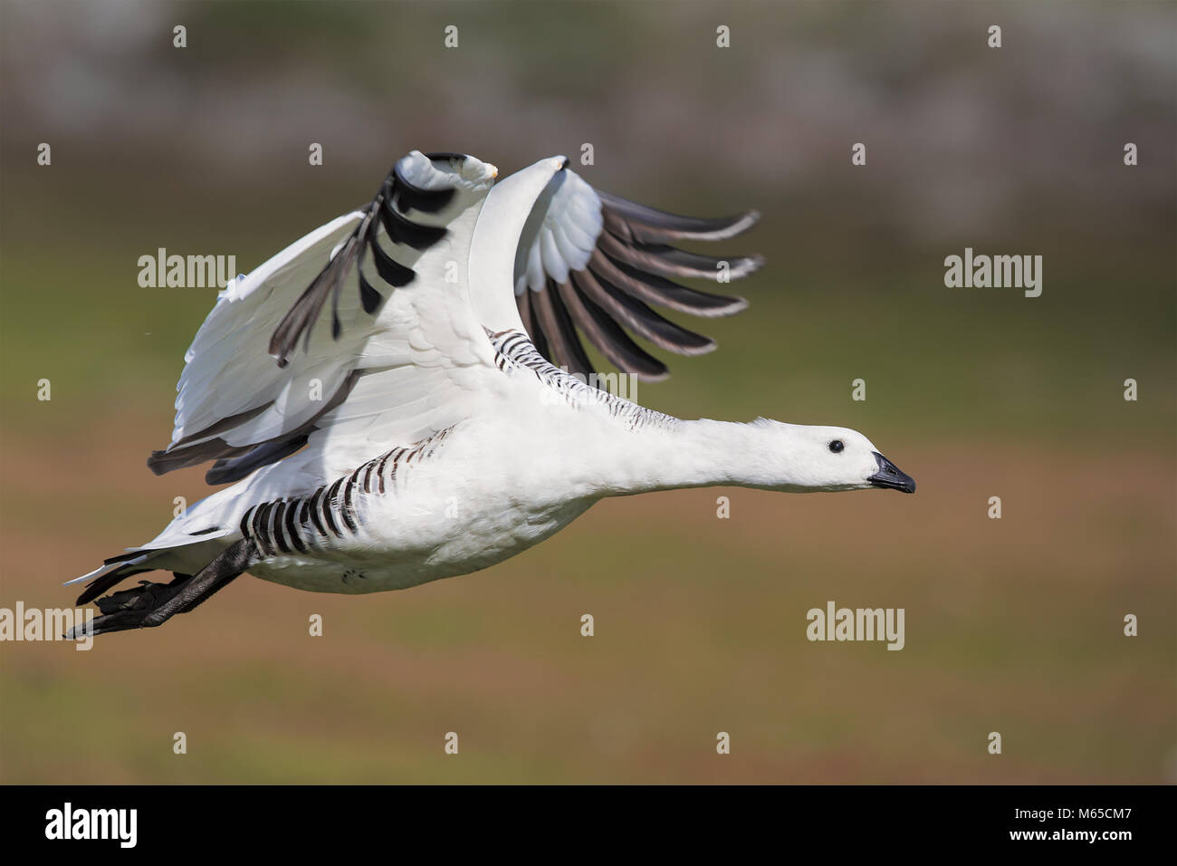 Upland goose Stock Photo