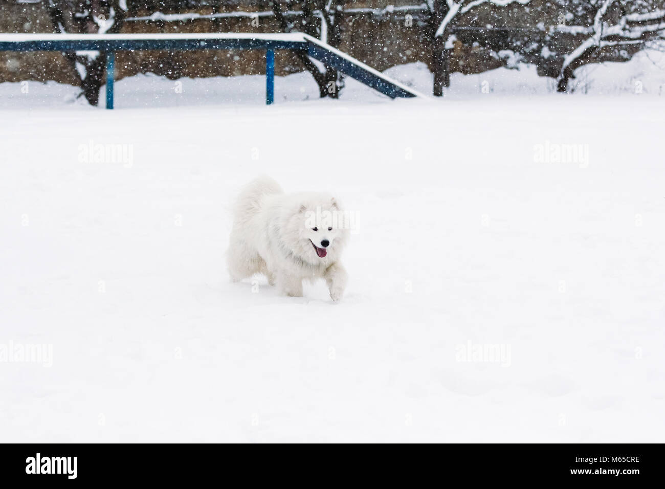samoyed ár