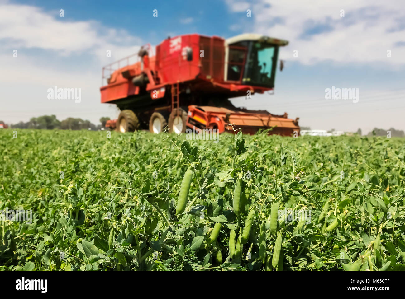 Close up of a pod of peas with a Red Combine Harvester working on a
