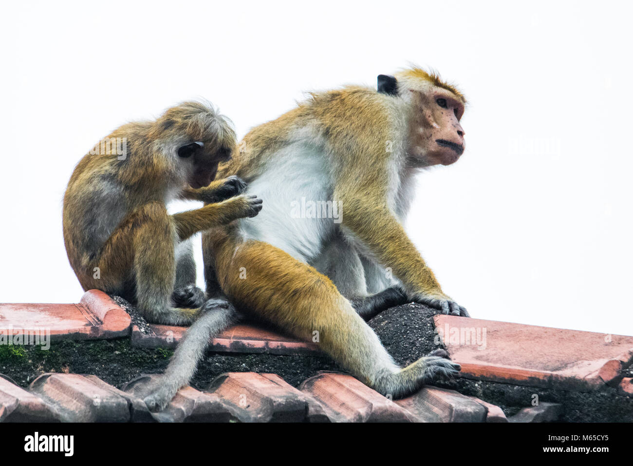 Monkey checking for fleas Stock Photo