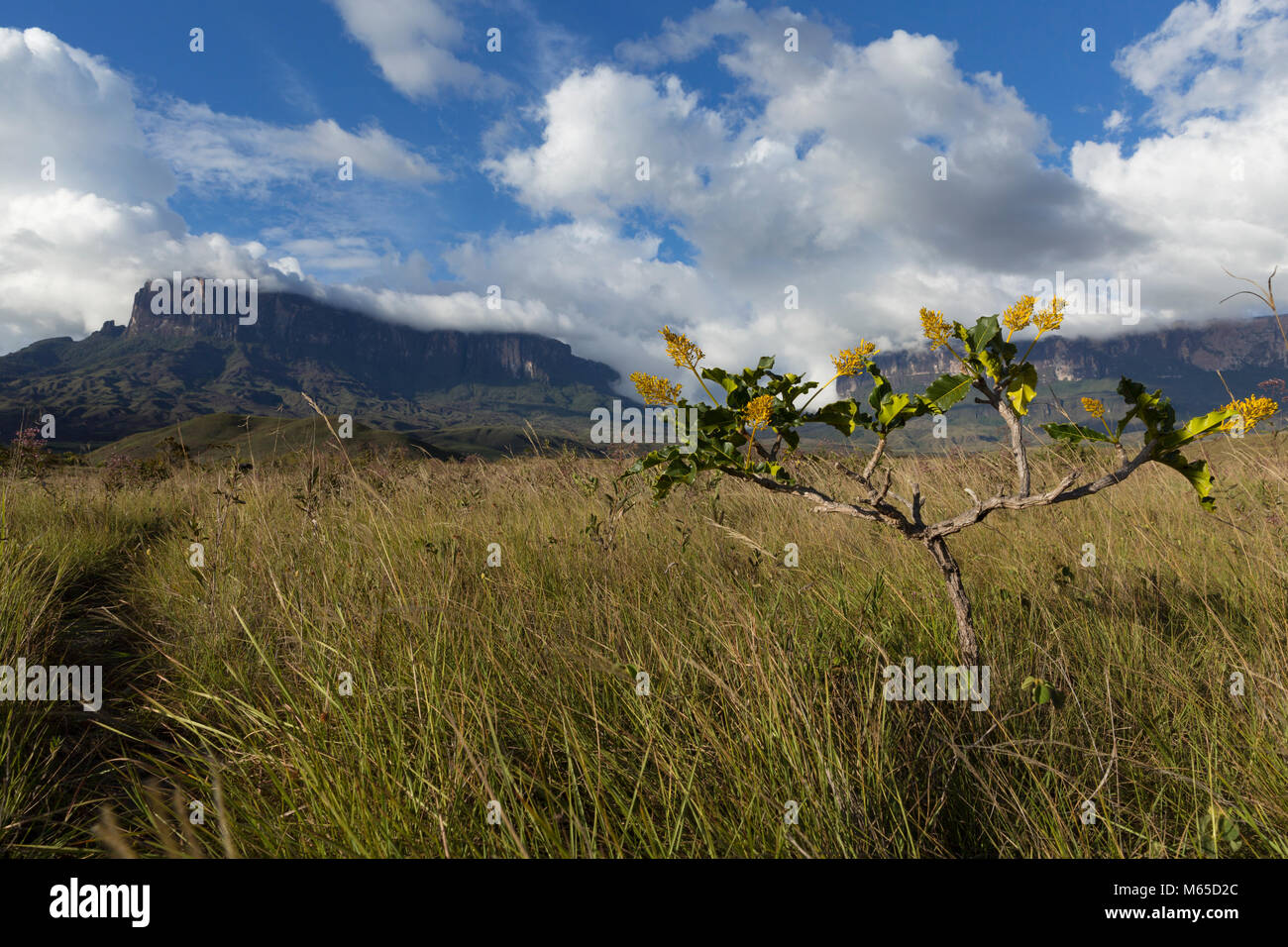 Mount Roraima and Kukenan in Venezuela, Canaima National Park. Stock Photo