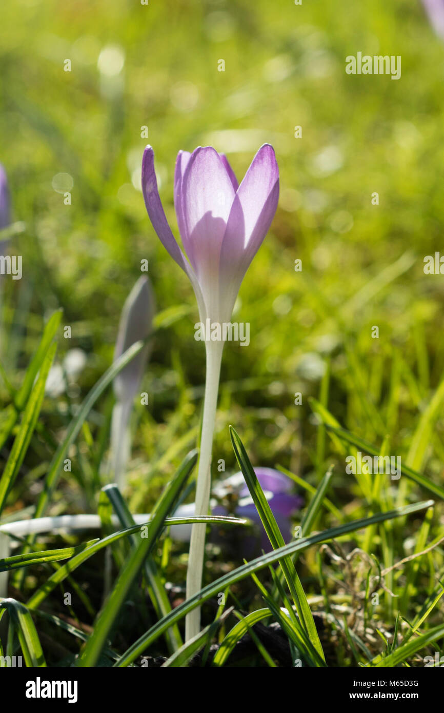 Detail of blurry crocus in forest at dusk. Stock Photo