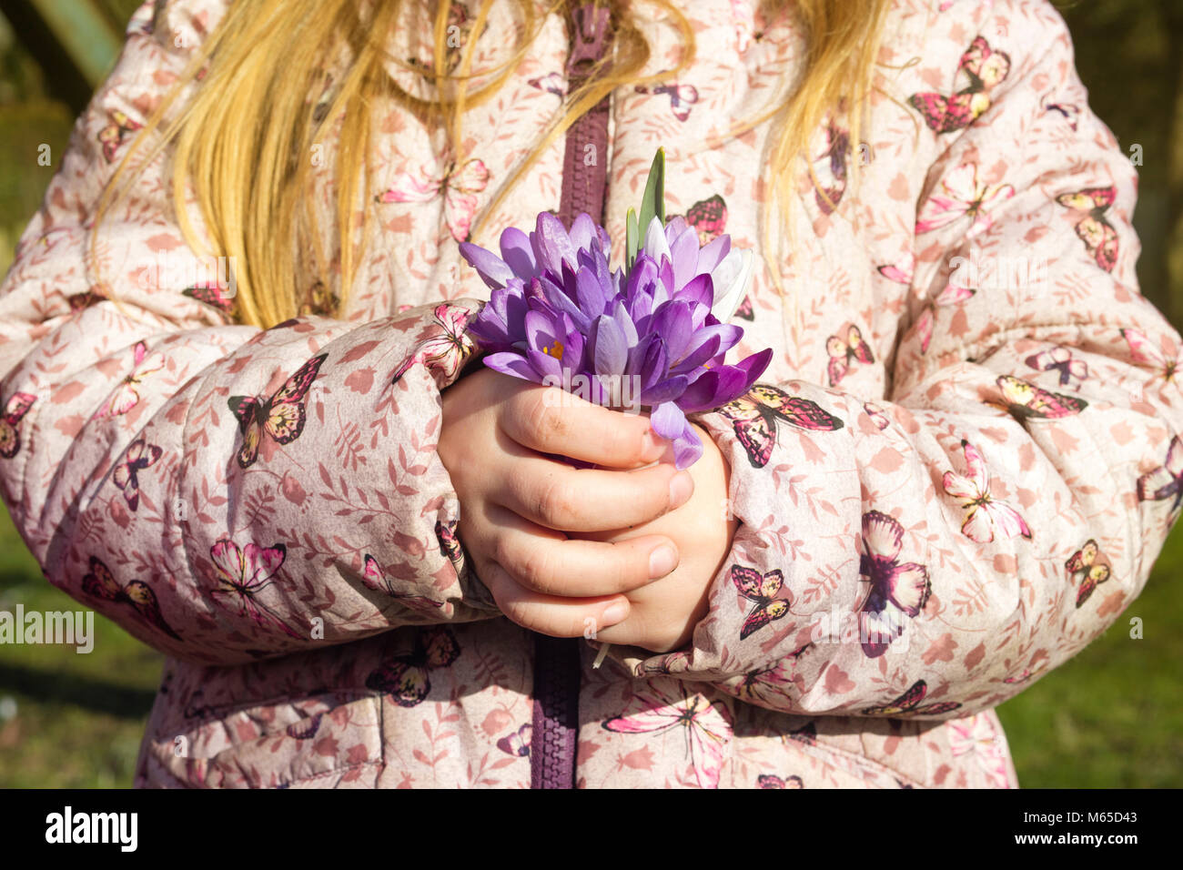 Girl holding a bunch of crocus flowers in garden. Stock Photo