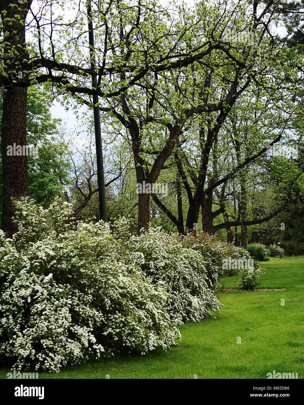 Flowering bushes and trees in the spring park Stock Photo - Alamy