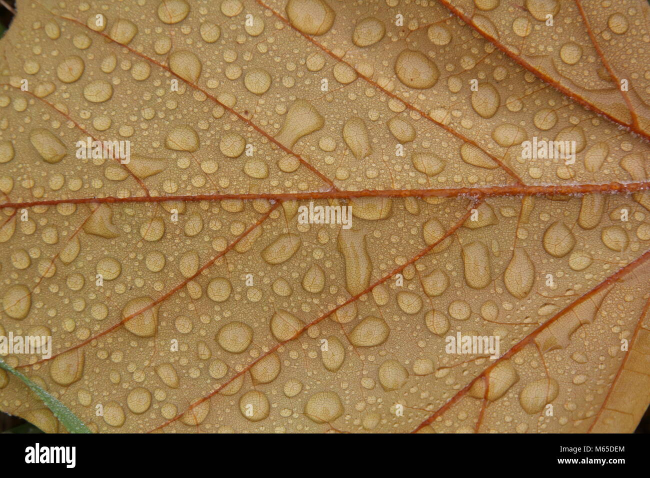 Water retention Leaf Stock Photo