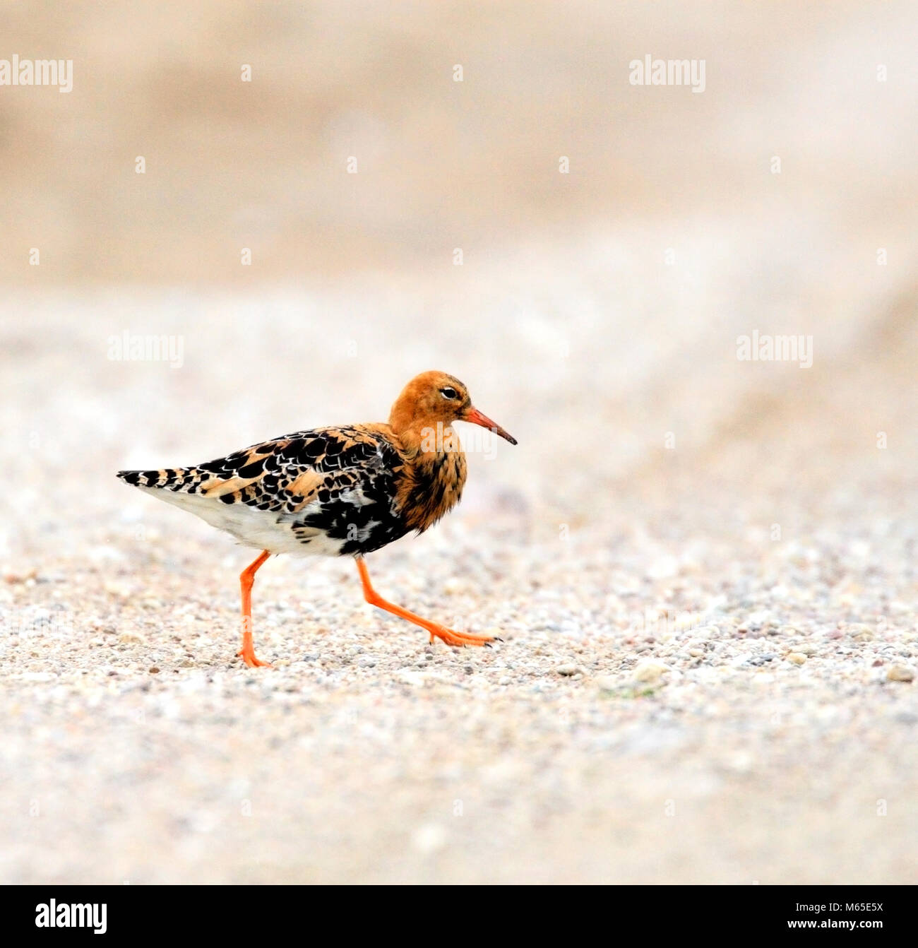 Ruff bird hi-res stock photography and images - Alamy