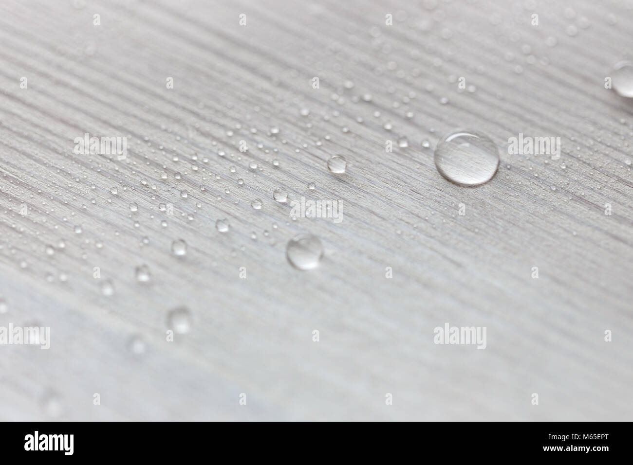 Water drops on white wooden surface made from larch wood covering by oil with wax. Stock Photo