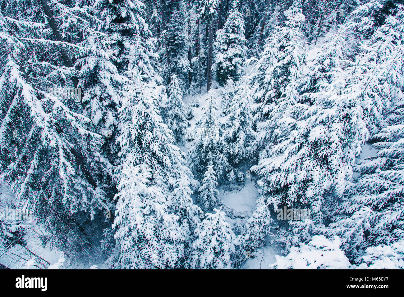 Aerial view of snow covered pine forest in Switzerland Stock Photo - Alamy