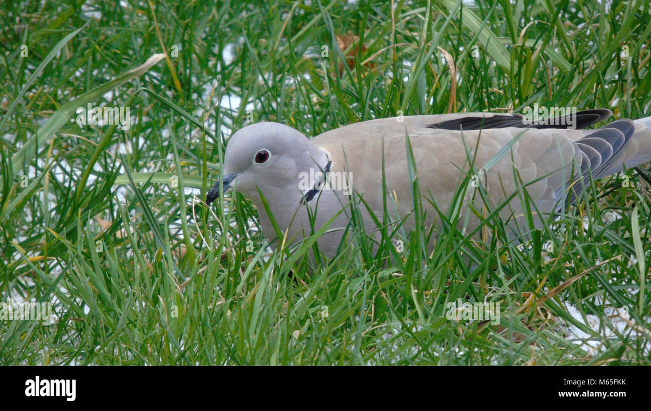 Collared dove sat in the grass, uk Stock Photo Alamy