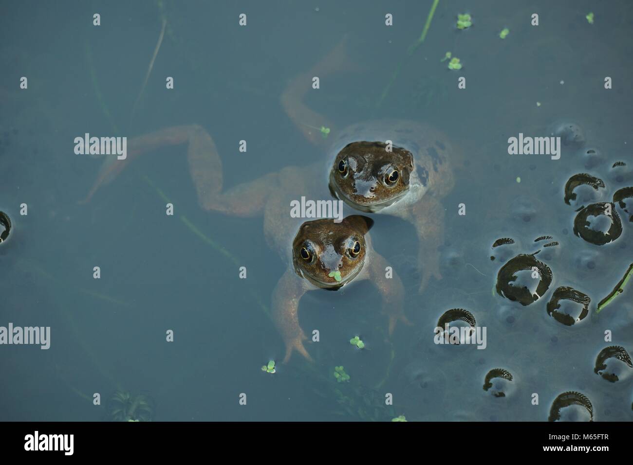 Frogs in a pond looking out Stock Photo - Alamy