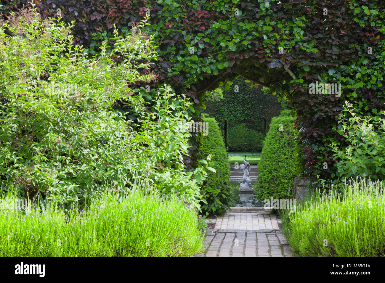 Arch in a trimmed hedge through flowering lavender leading to a pond with a water ornamental stone statue, in a lush summer garden . Stock Photo