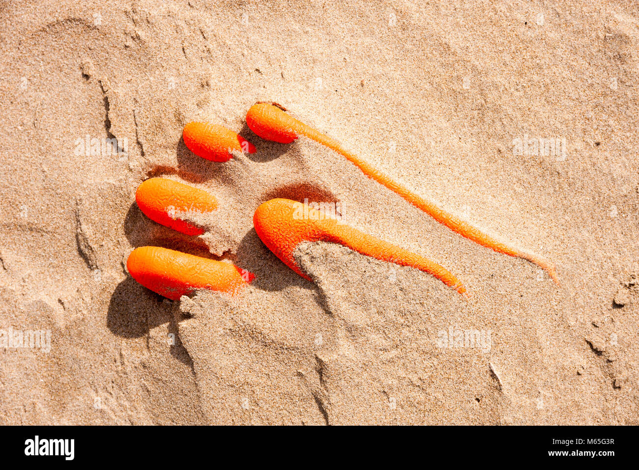Detritus, plastics and rubbish washed up on Cefn Sidan beach, Pembrey