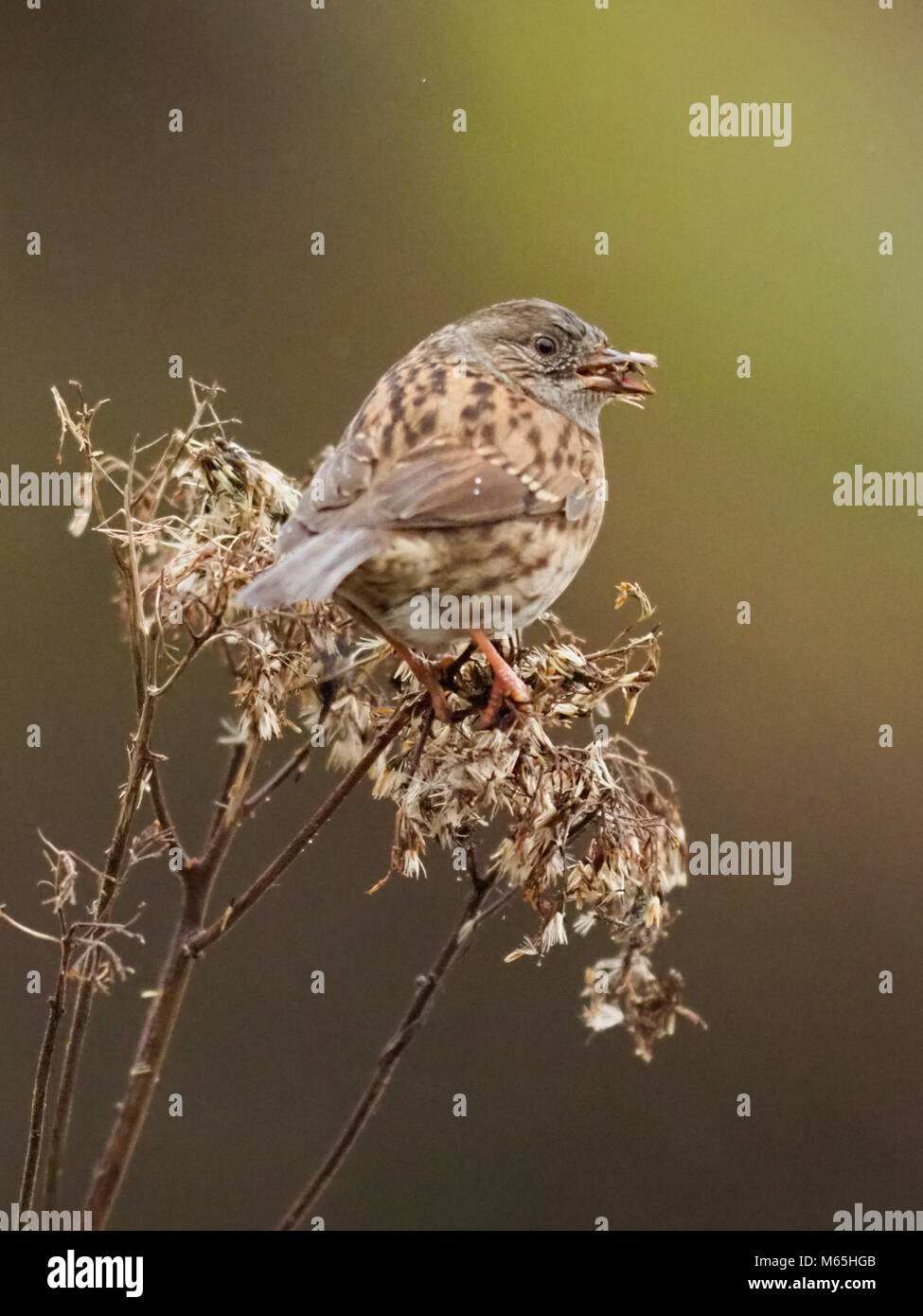 Dunnock, Prunella modularise) Stock Photo