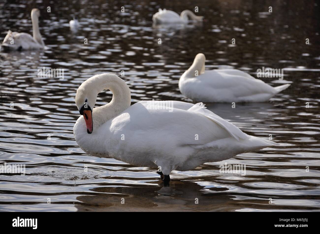 Swan standing in water with other out of focus swans in the background in Loch Ore, Fife, Scotland Stock Photo