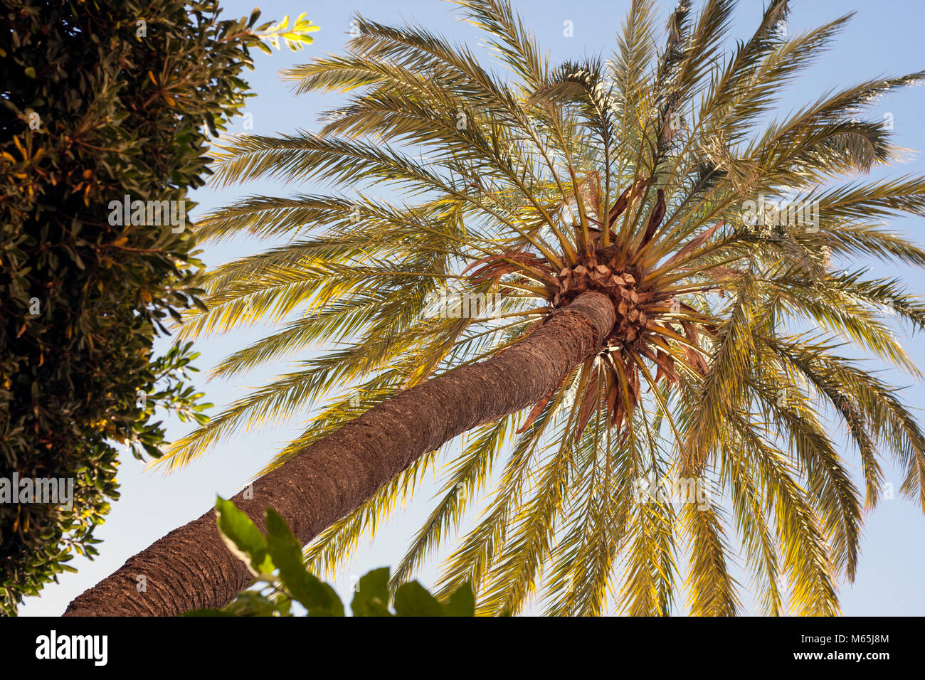 Palm Tree in Palma Stock Photo