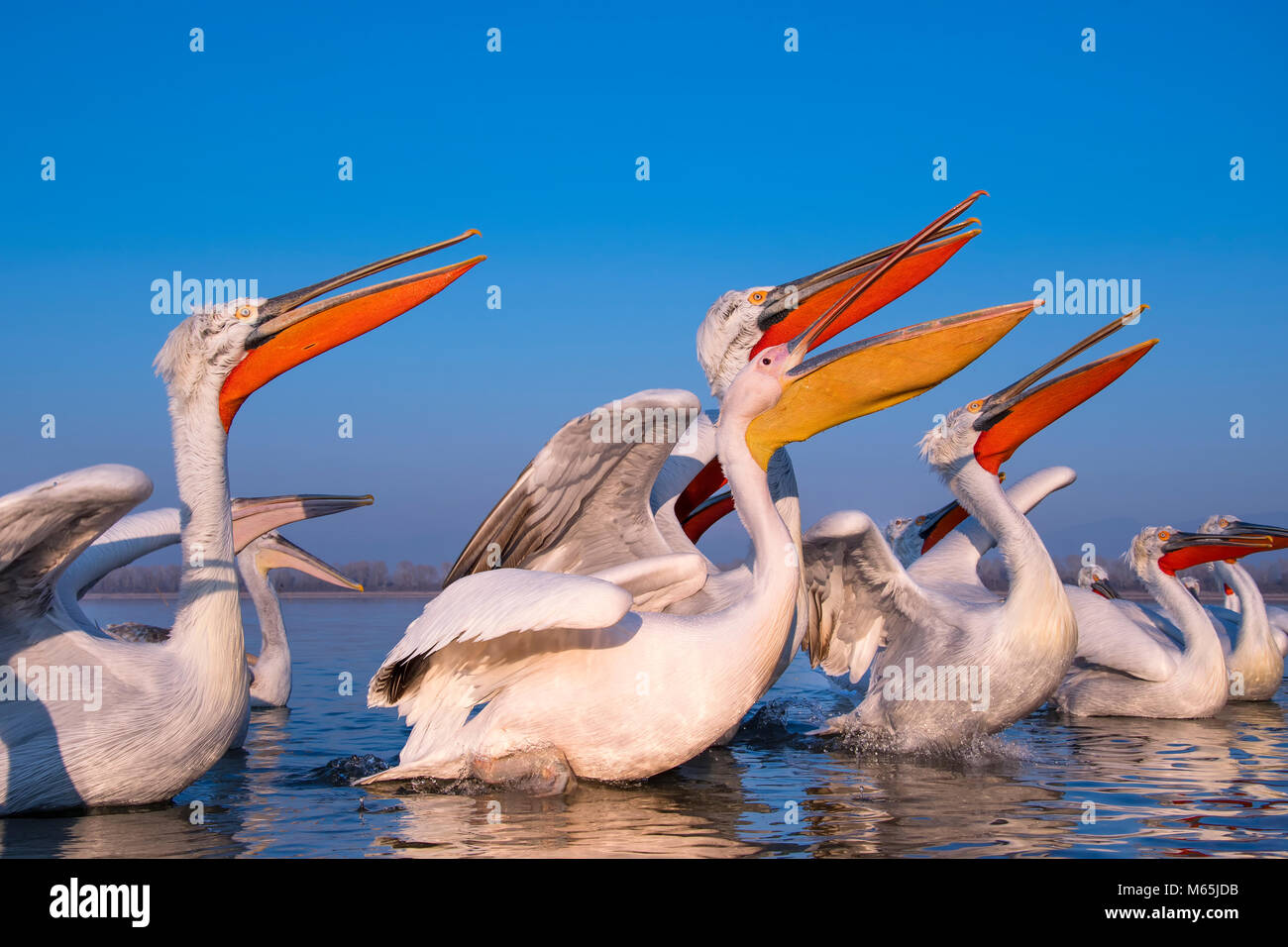 Dalmatian pelican Stock Photo
