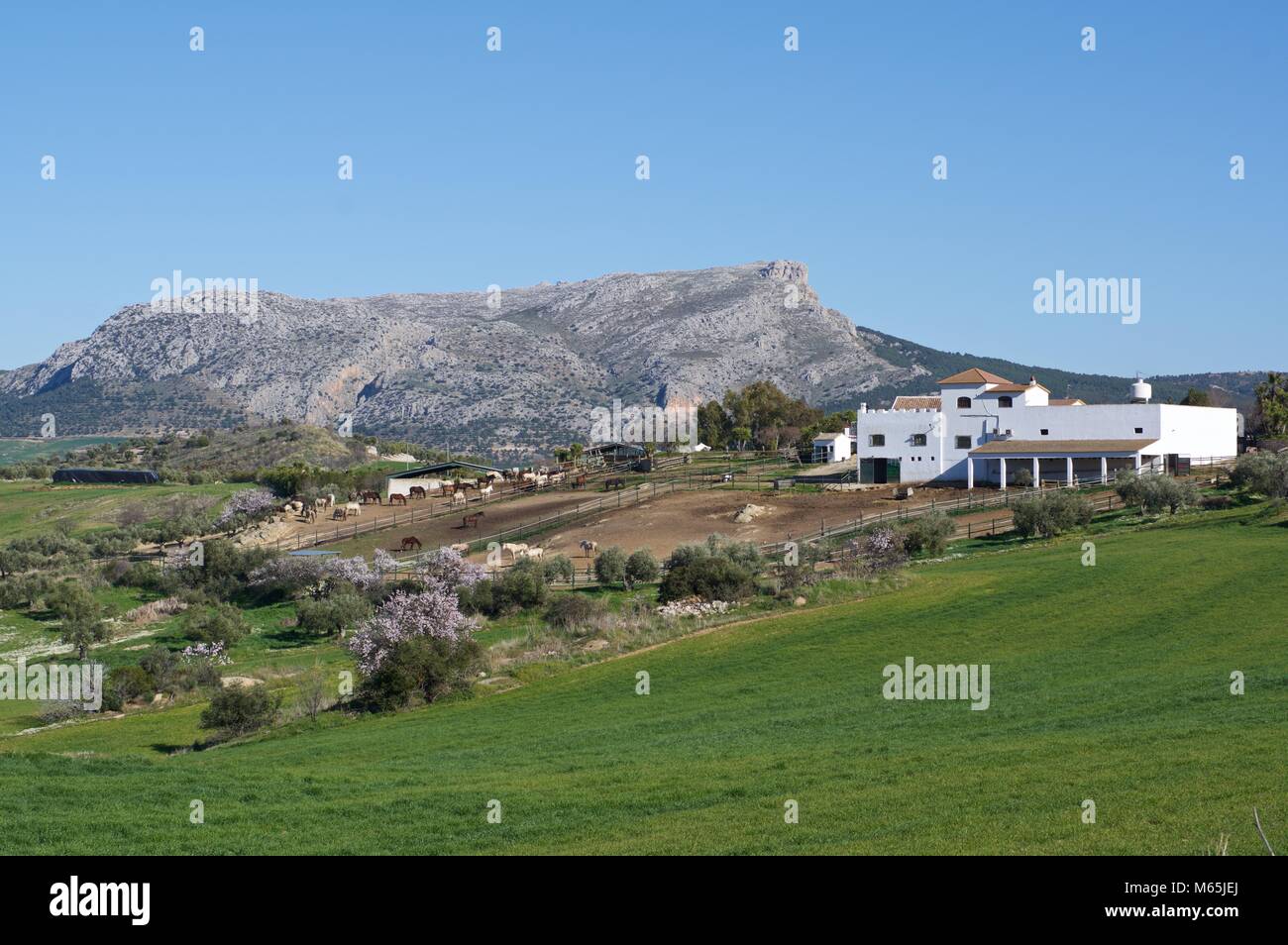 Andalusian horse ranch, Rancho Los Angeles, Malaga Province Stock Photo