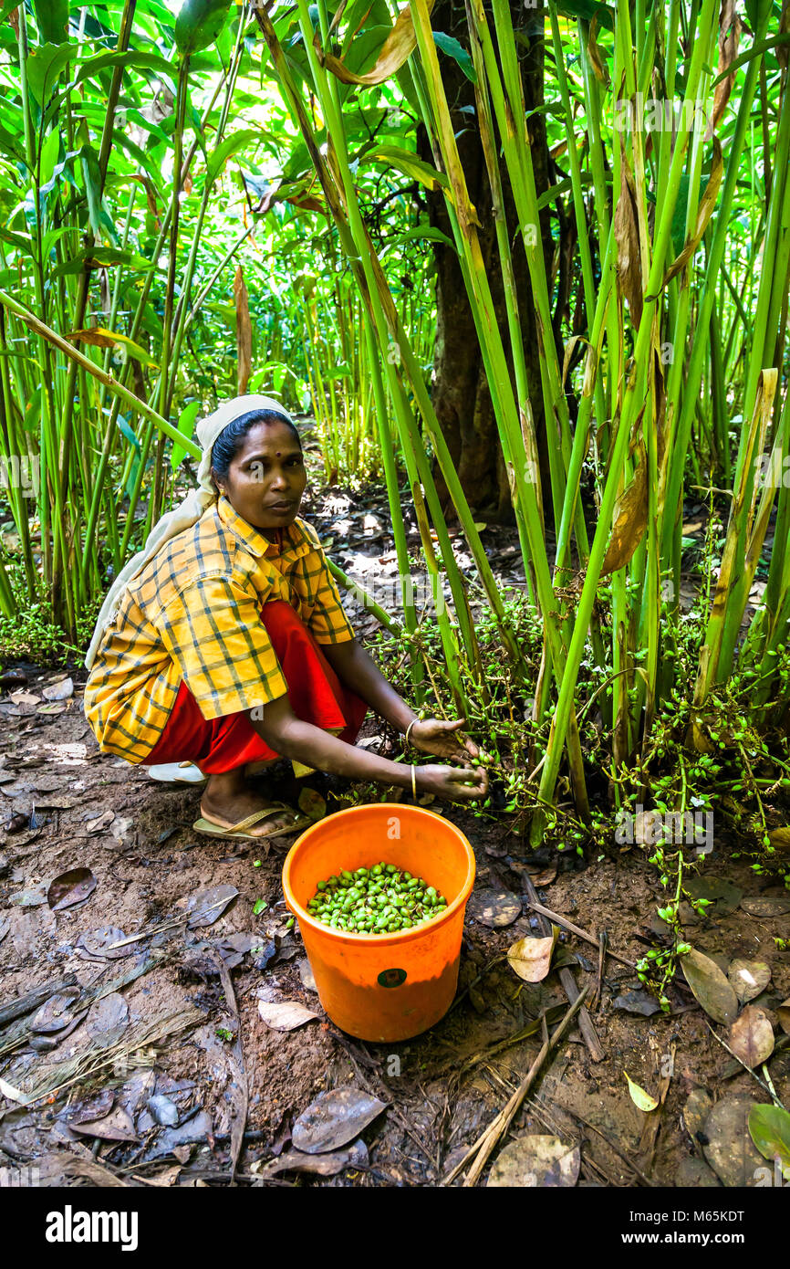 Cardamom plants india hires stock photography and images Alamy