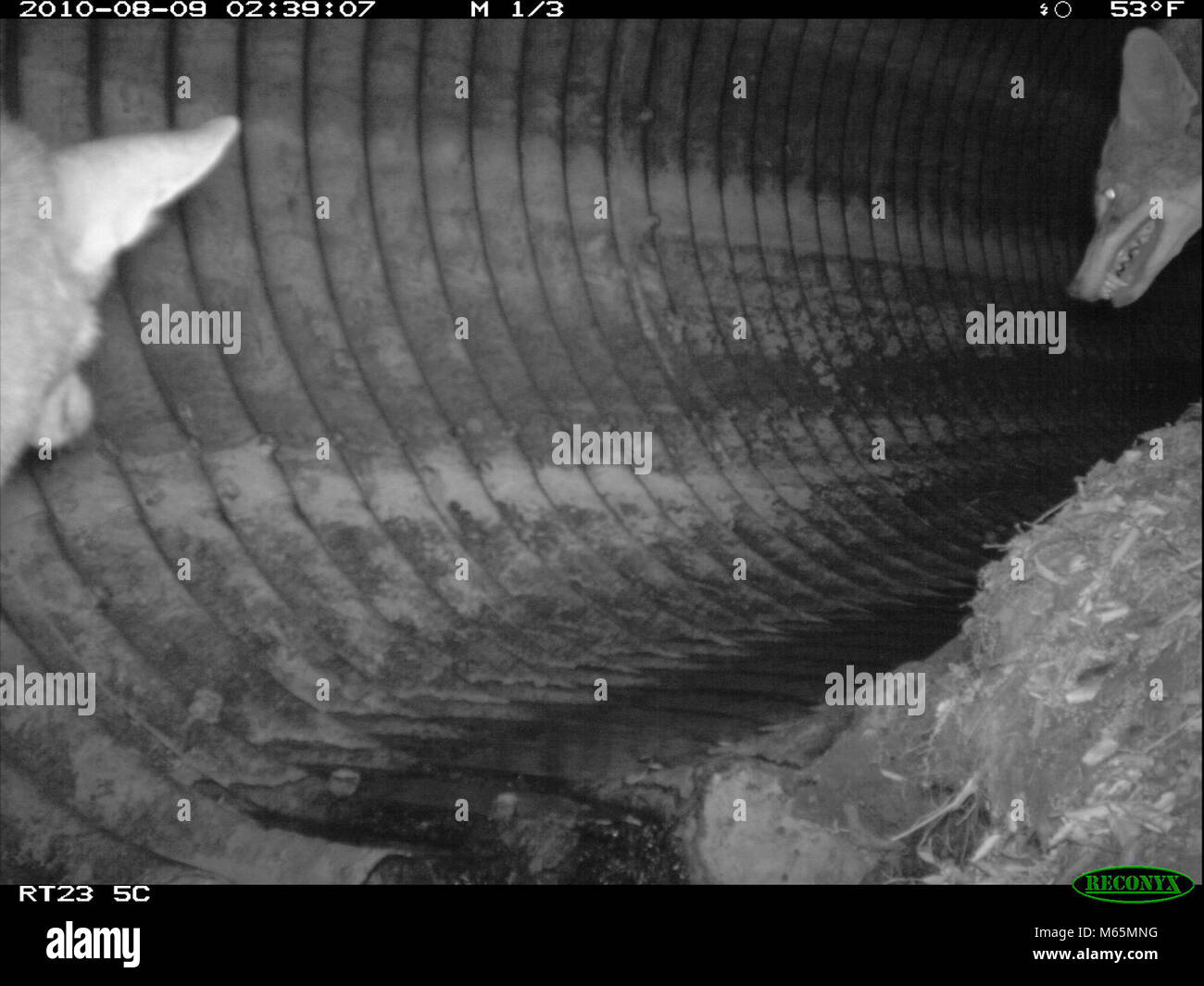 Baring teeth two coyotes in the western culvert by the 23 freeway