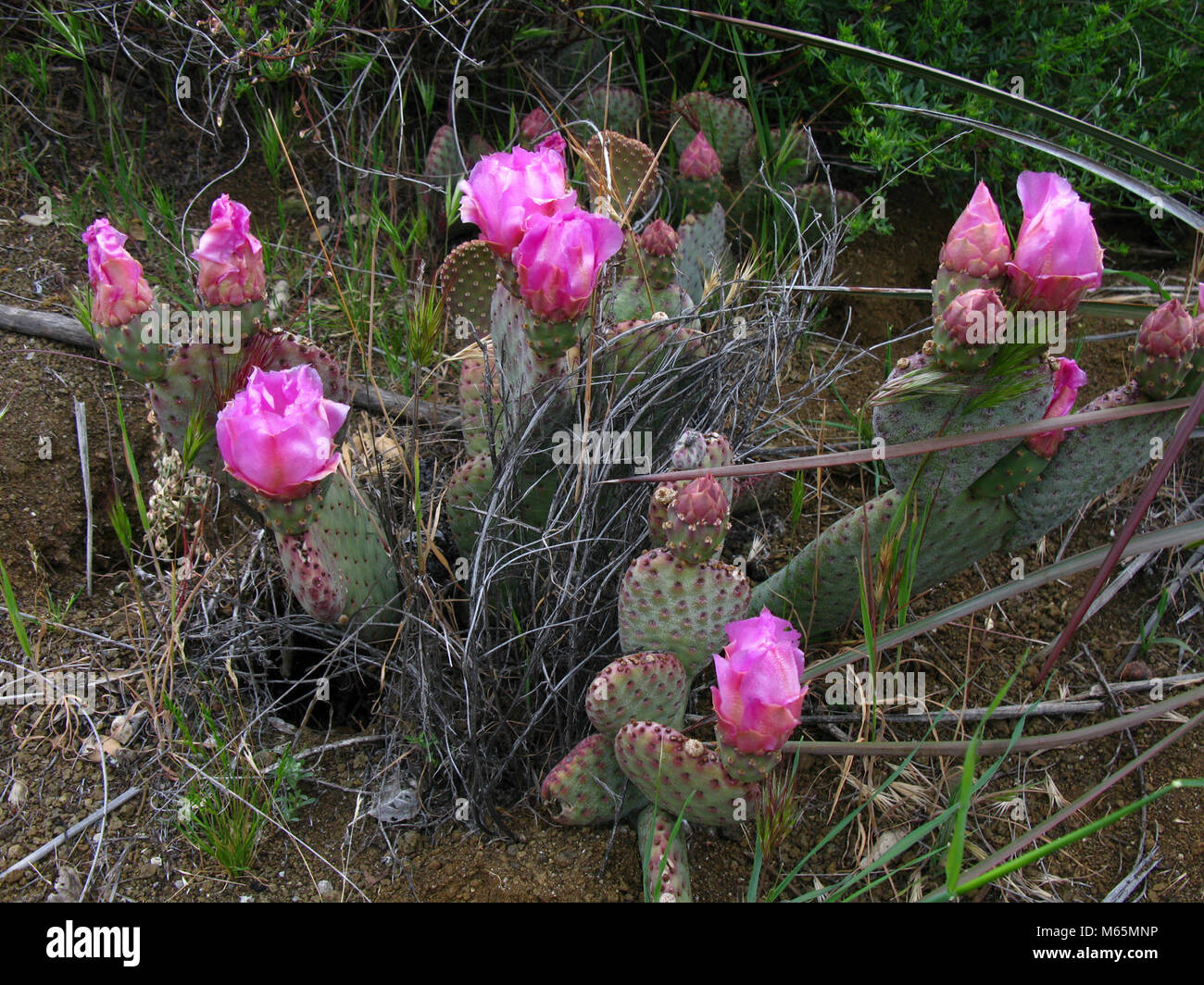 Beavertail Cactus. Scientific name Opuntia basilaris Stock Photo Alamy